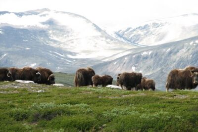 Muskox Safari from Hjerkinn | Dovre & Lesja Aktiv - Getting There: Hjerkinn Start Point and a Clean, Simple Run