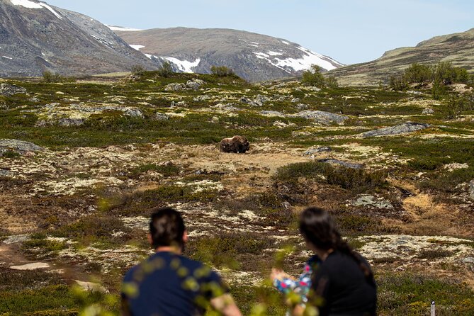 Muskox Safari from Hjerkinn | Dovre & Lesja Aktiv - Guides Who Keep It Fun, Safe, and Practical