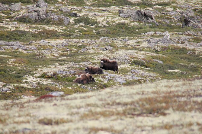 Muskox Safari from Hjerkinn | Dovre & Lesja Aktiv - What to Wear: Waterproof Shoes and Layering That Actually Works