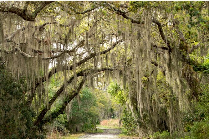Myakka State Park E-bike Safari - The ride through Myakka River State Park: wetlands, deer, and alligators at safe distances