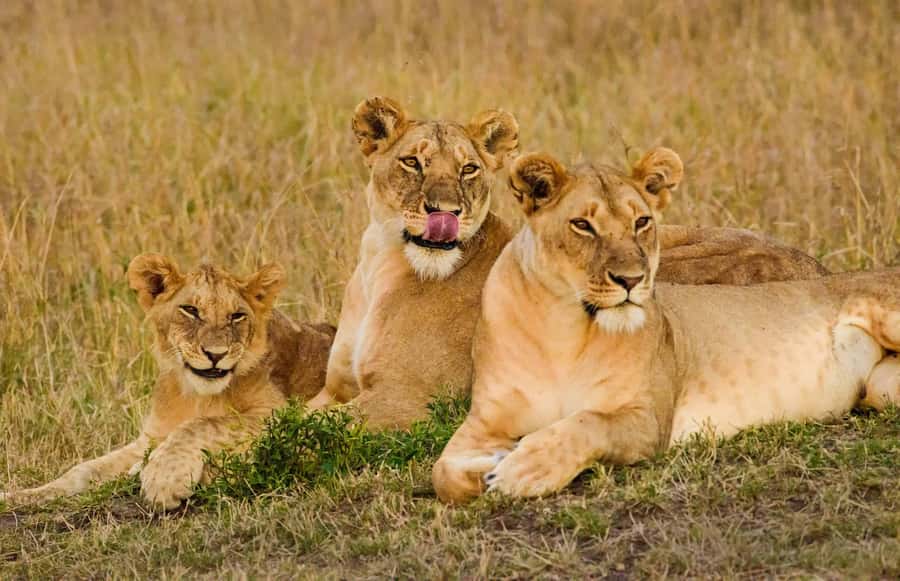 Nairobi: 3-Days 2-Nights Maasai Mara Group Safari in 4x4 - Your 2 nights in camp: private room comforts vs. budget reality