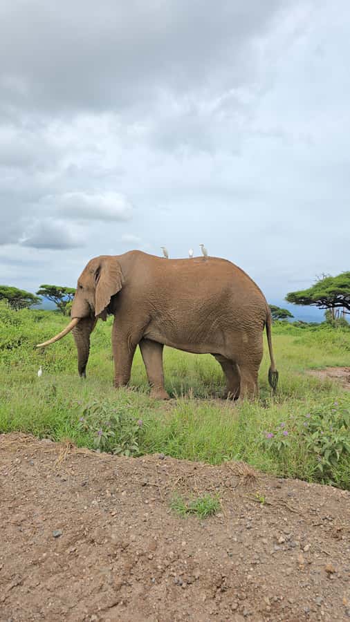 Nairobi: 3-Days 2-Nights Maasai Mara Group Safari in 4x4 - Day 3 Maasai village option and back to Nairobi by 3:30pm