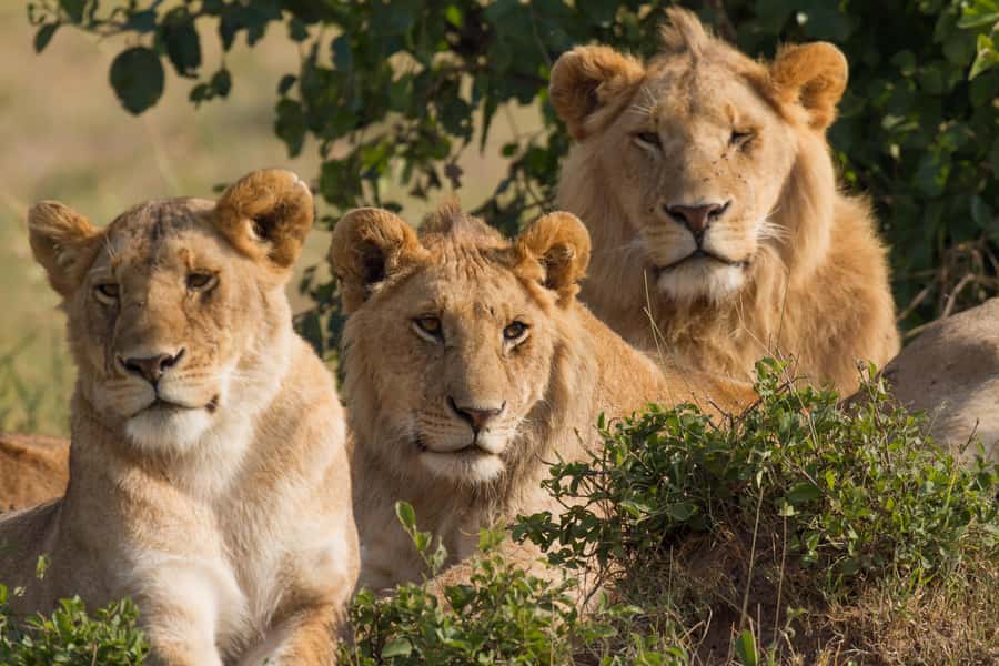 Nairobi: 3-Days 2-Nights Maasai Mara Group Safari in 4x4 - Price and logistics: what $240 covers, and what can raise the total