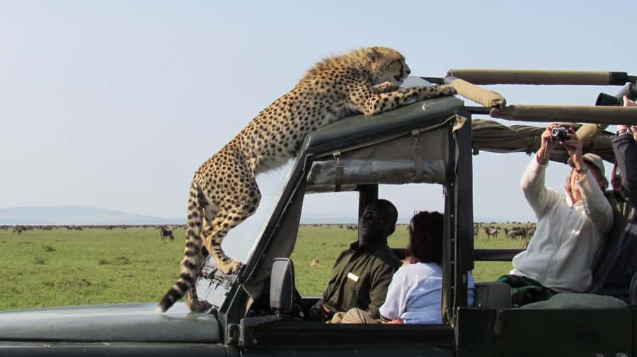 Nairobi: 4-Day Maasai Mara & Lake Nakuru Camping Safari - Naivasha boat cruise option: birds and calm water (if time allows)