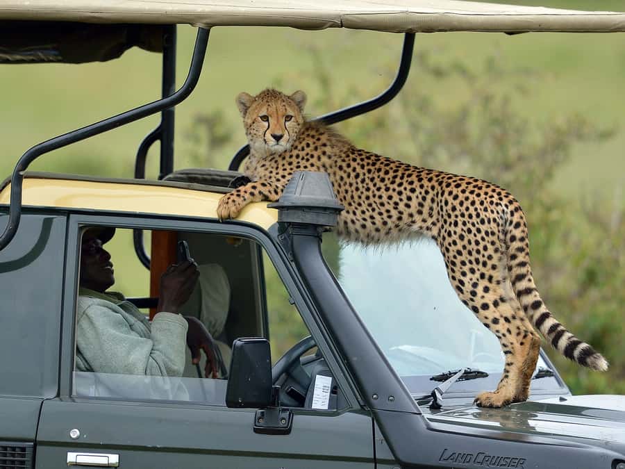 Nairobi: 4-Day Maasai Mara & Lake Nakuru Camping Safari - Nairobi pickup to Rift Valley viewpoint: the day starts moving