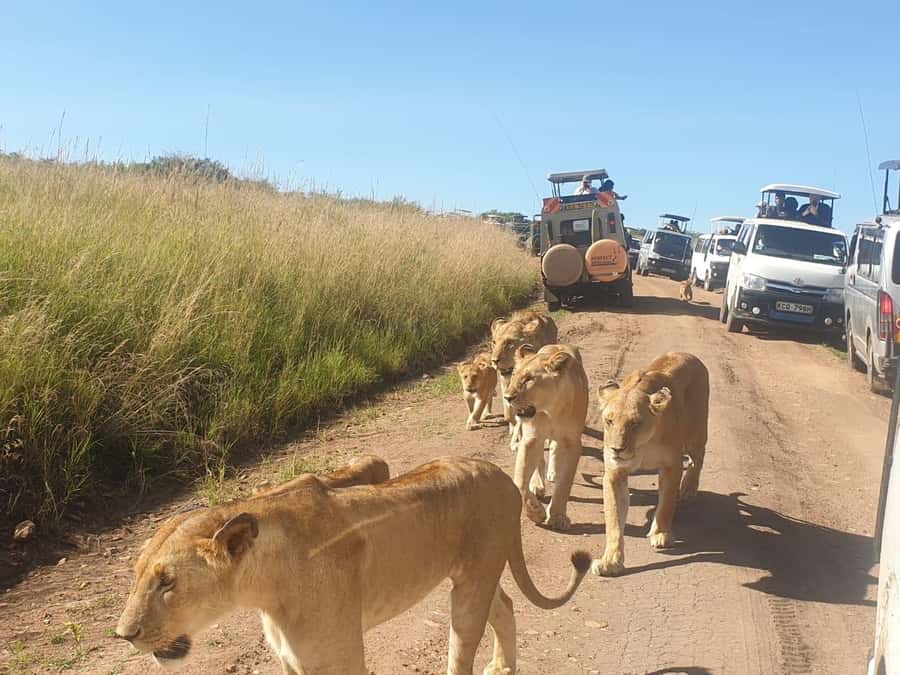 Nairobi: 4 Day Masai Mara and Lake Nakuru Camping Safari - Key points that matter before you book