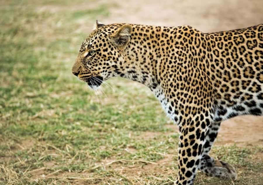 Nairobi: 4 Day Masai Mara and Lake Nakuru Camping Safari - Safari math: what you really pay for the Mara + Nakuru loop