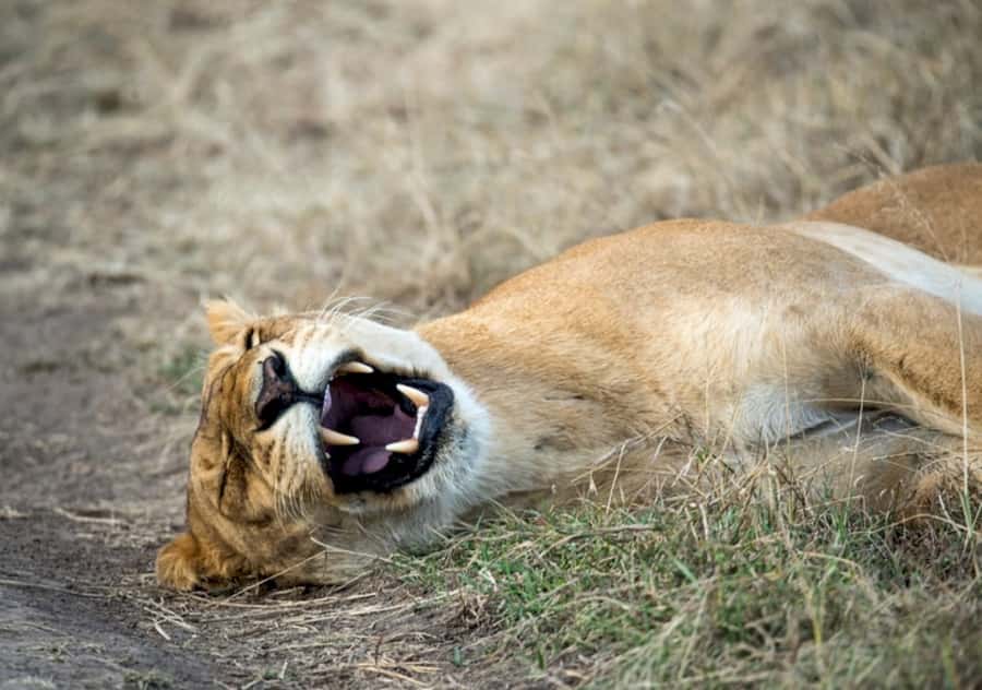 Nairobi: 4 Day Masai Mara and Lake Nakuru Camping Safari - A full day in the Mara Reserve: Big Five odds with Mara River sightings