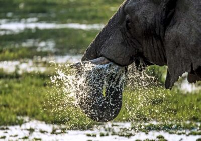 Nairobi: 4 Day Masai Mara and Lake Nakuru Camping Safari - From Nairobi to the Maasai Mara: Rift Valley stop and a classic sunset drive
