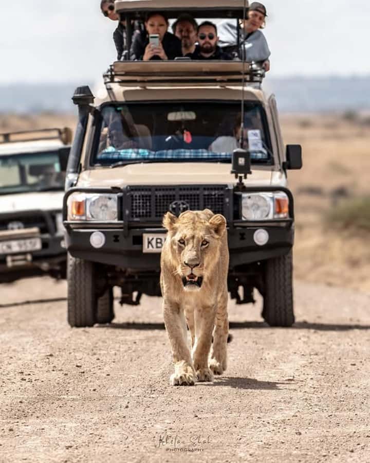 Nairobi: Nairobi National Park Half-Day Game Drive - Morning vs Afternoon Drive: How Timing Changes Your Odds