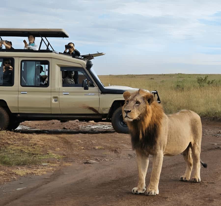 Nairobi: Nairobi National Park Half-Day Game Drive - Safari Ride in Nairobi National Park: What You’ll Actually See