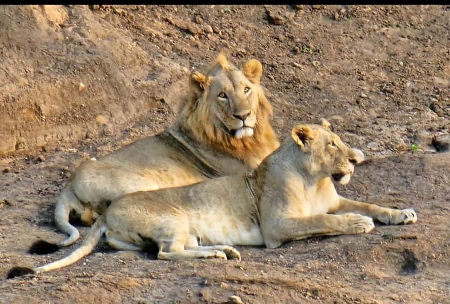 Nairobi: Nairobi National Park Half-Day Game Drive - Conservation on the Road: Why This Safari Isn’t Just Watching