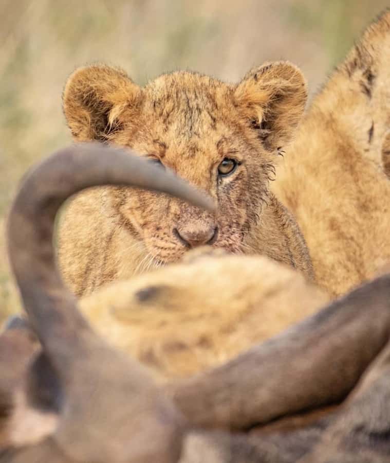 Nairobi: Nairobi National Park Half-Day Game Drive - The Nairobi Skyline Factor: Photos and the Feeling of Place