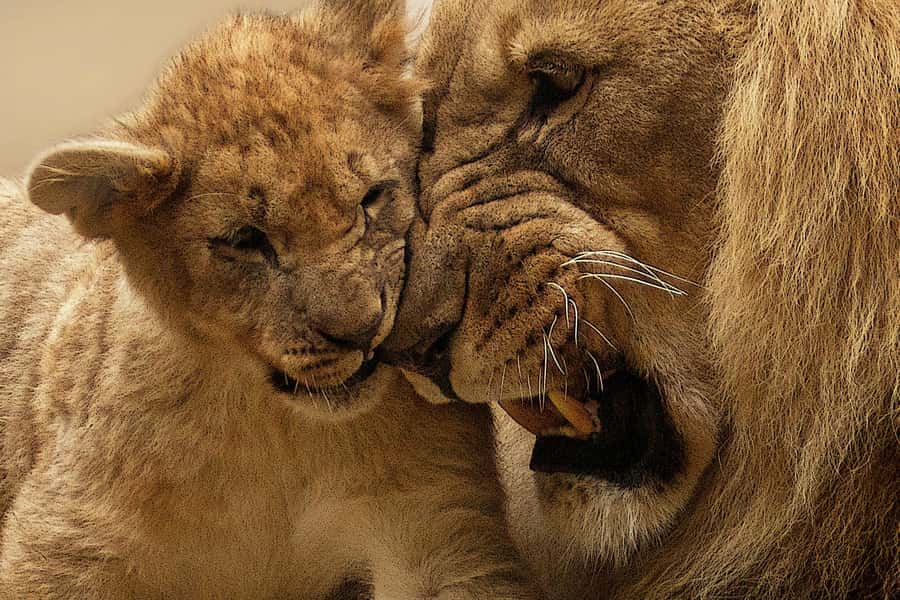 Nairobi: Nairobi National Park Half-Day Game Drive - Price and Value: The $36 Ticket vs Real Park Costs