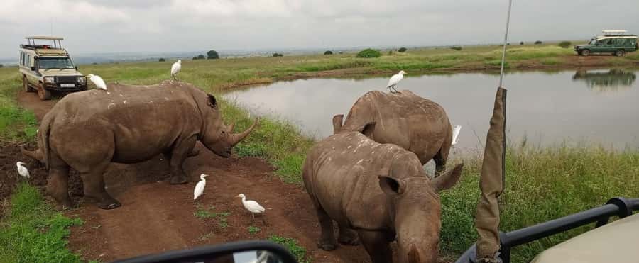 Nairobi National Park 5-hour Guided Game Drive Free Pick up - Key highlights to know before you go