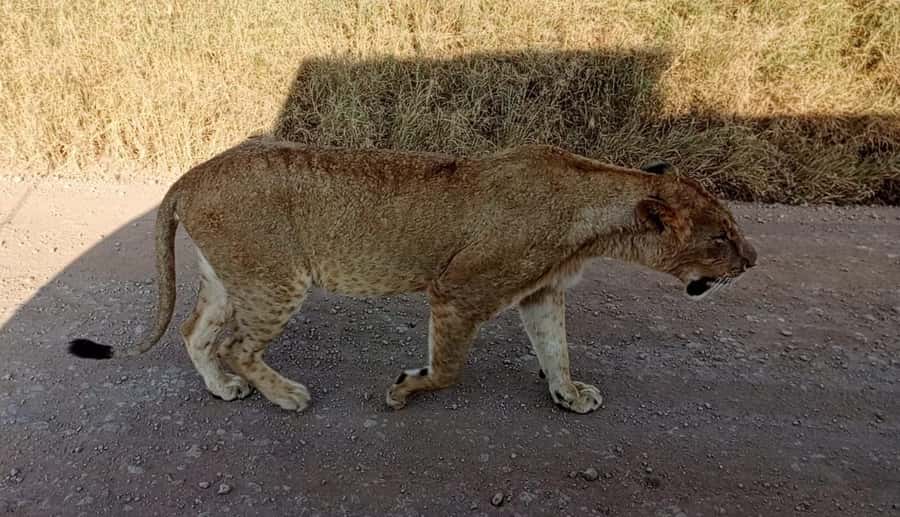 Nairobi National Park 5-hour Guided Game Drive Free Pick up - Why Nairobi National Park feels different from “faraway” safaris