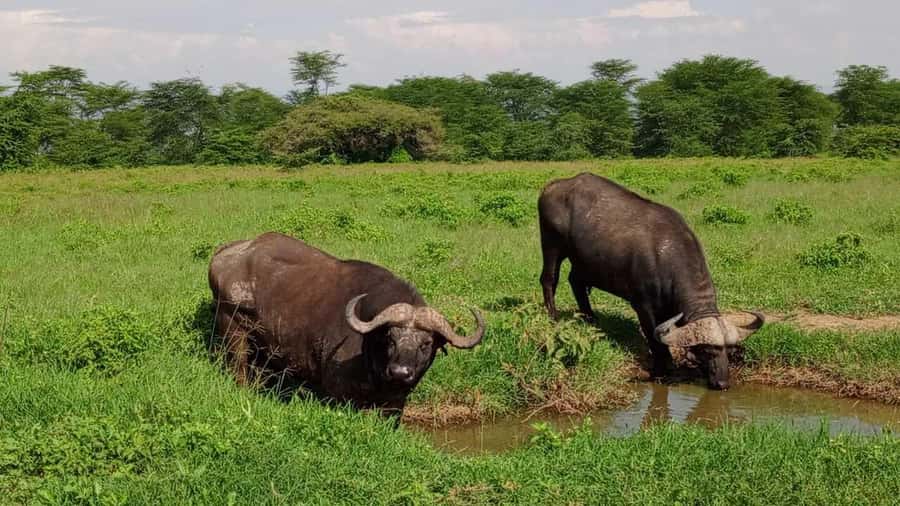 Nairobi National Park 5-hour Guided Game Drive Free Pick up - Inside the park: what a 5-hour guided game drive really delivers