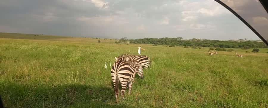 Nairobi National Park 5-hour Guided Game Drive Free Pick up - The guide experience: why the names you see matter