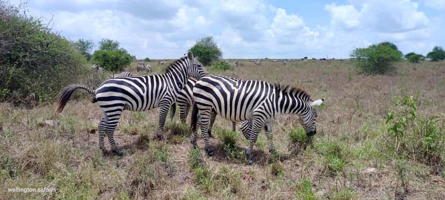 Nairobi National Park 5-hour Guided Game Drive Free Pick up - The KOBE TOUGH stop: what to expect and how to use that hour