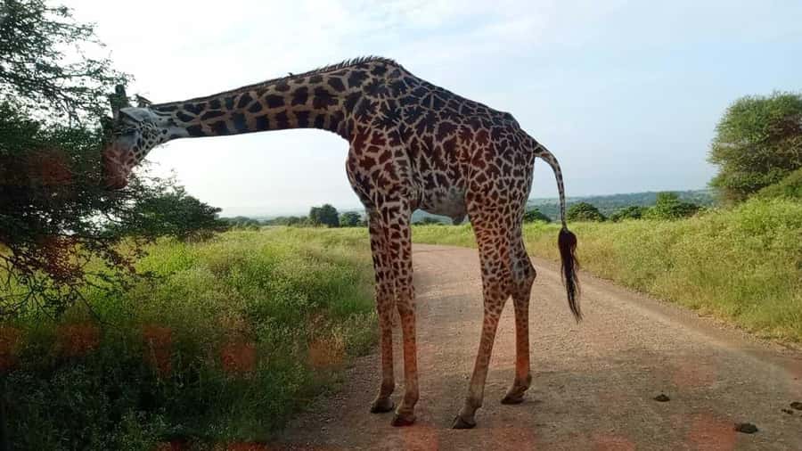 Nairobi National Park 5-hour Guided Game Drive Free Pick up - Comfort, timing, and small practical tips that matter