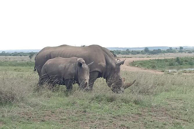 Nairobi National Park game drive. Free Airport pick / drop off. - The game drive in Nairobi National Park: how to set expectations