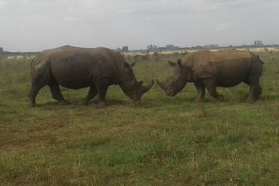 Nairobi National Park game drive. Free Airport pick / drop off. - Price and logistics: what $61 covers (and what it doesn’t)