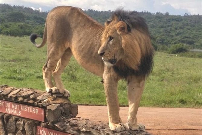 Nairobi National Park game drive. Free Airport pick / drop off. - The guide experience: how Alex and Wellington shape the drive