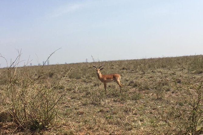 Nairobi National Park game drive. Free Airport pick / drop off. - What the 4 hours actually feels like on the ground