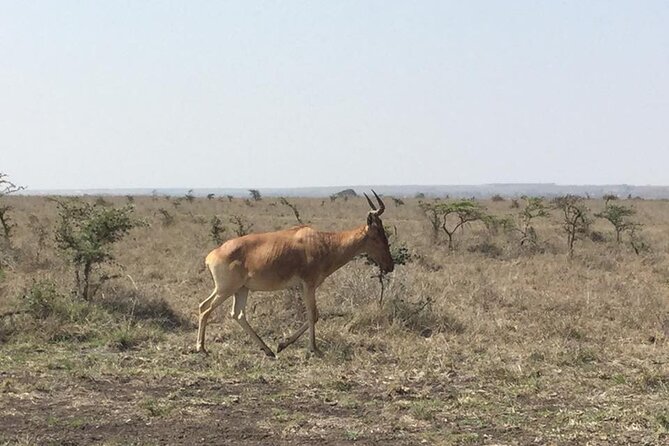 Nairobi National Park game drive. Free Airport pick / drop off. - Small-group feel near a big city