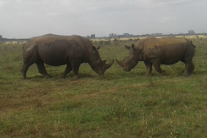 Nairobi National Park game drive. Free Airport pick / drop off. - Price and logistics: what $61 covers (and what it doesn’t)