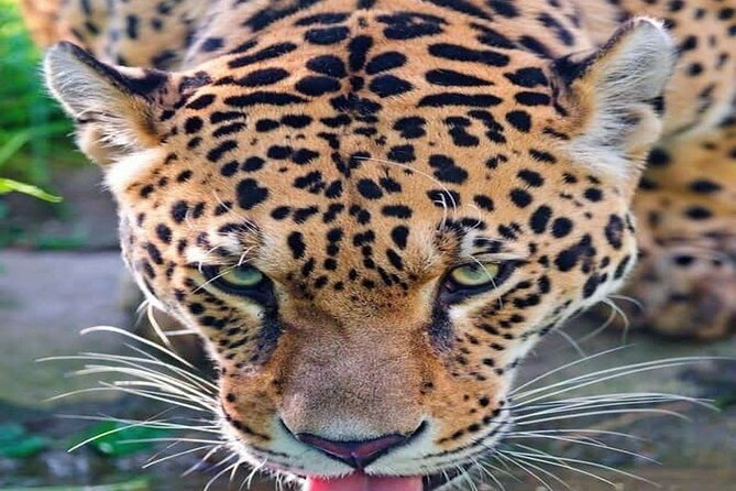 Nairobi National Park Half-Day Game Drive - Key highlights you’ll feel right away