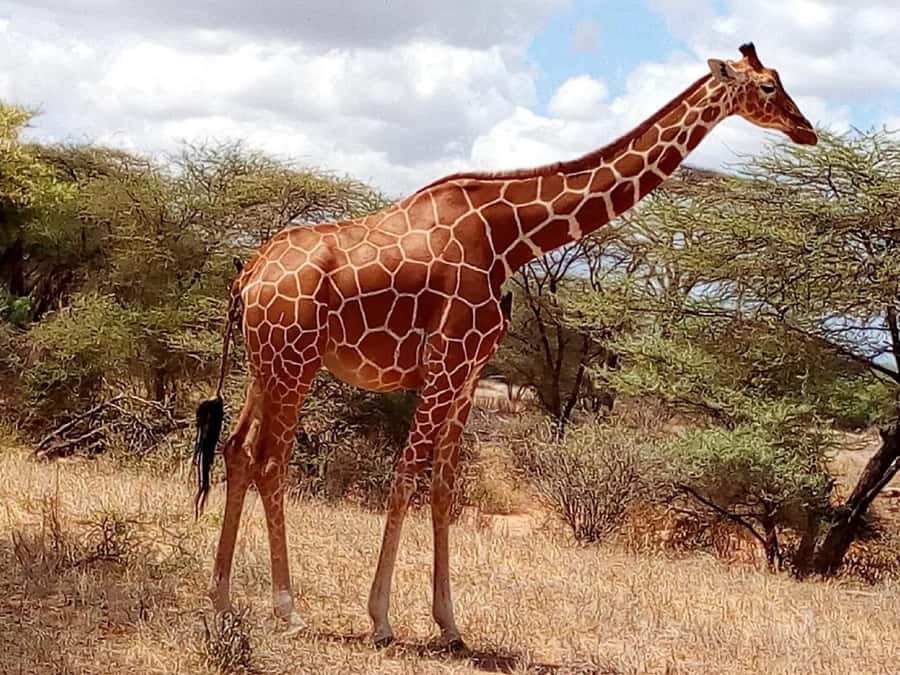 Nairobi National Park Half-Day Game Drive - Should you book Nairobi National Park with Kenya Bush Expeditions?