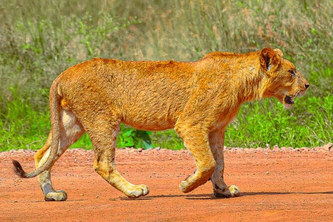 Nairobi National Park Half-Day Game Drive - Nairobi National Park feels like a city-edge safari