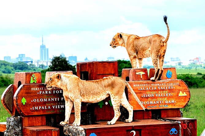 Nairobi National Park Half-Day Game Drive - The four-hour game drive: open-roof time and Big Five odds