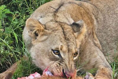 Nairobi National Park Half-Day Game Drive - Price and logistics: what $36 covers (and what it doesn’t)