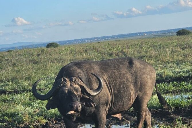 Nairobi National Park Half-Day Game Drive - Pickup, drive time, and how the day usually flows