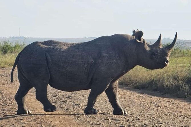 Nairobi National Park Half-Day Game Drive - Free Wi-Fi inside the park: a useful extra, not a gimmick