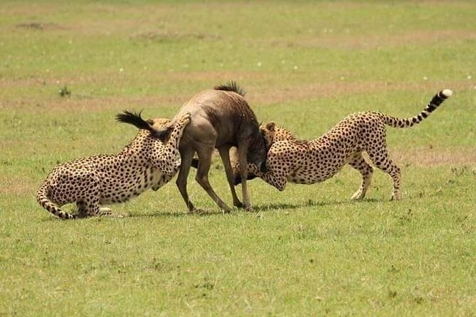 Nairobi National Park Half-Day Game Drive - Wildlife reality: what you can hope to see in four hours