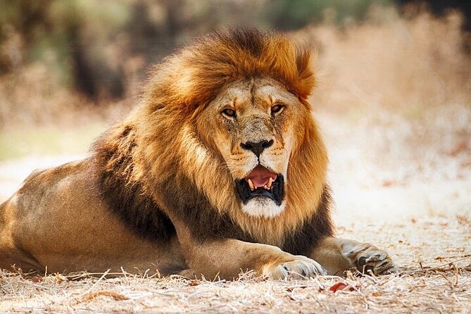 Nairobi National Park Half Day Game Drive Tour With Free WIFI - Nairobi National Park half-day: why it works so well
