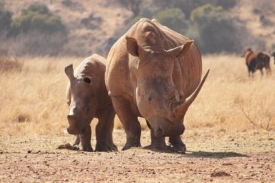Nairobi National Park Half Day Game Drive Tour With Free WIFI - The 4-hour game drive: animals, birds, and that city-edge feeling