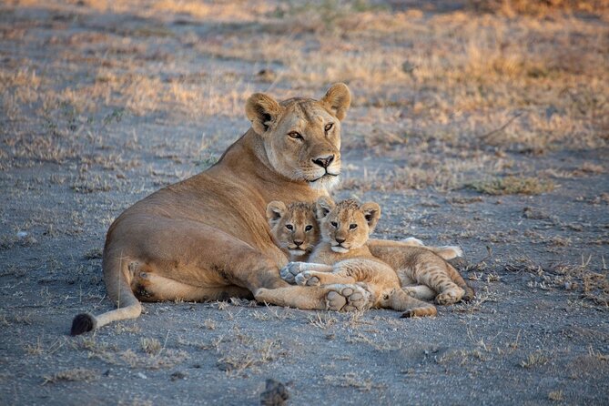Nairobi National Park Half Day Game Drive Tour With Free WIFI - Group size, comfort, and who this safari suits best