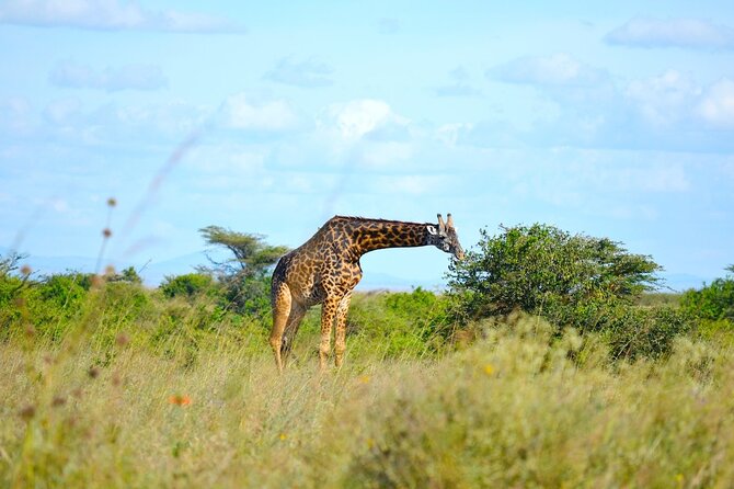 Nairobi National Park Half Day Game Drive Tour With Free WIFI - Afternoon vs morning: choosing the time that matches your goals