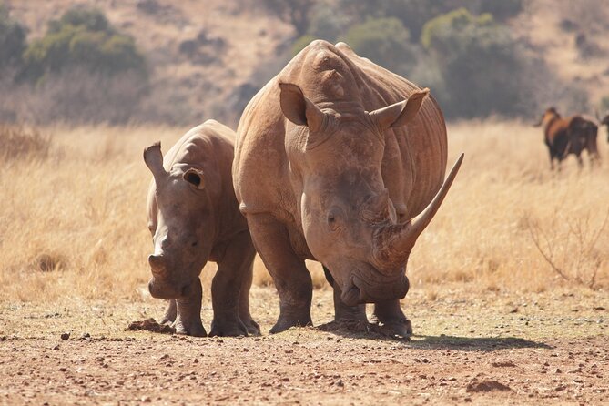 Nairobi National Park Half Day Game Drive Tour With Free WIFI - The 4-hour game drive: animals, birds, and that city-edge feeling
