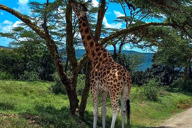 Nairobi National Park Safari With a Visit to Giraffe Center. - Nairobi National Park and Giraffe Centre in one short trip