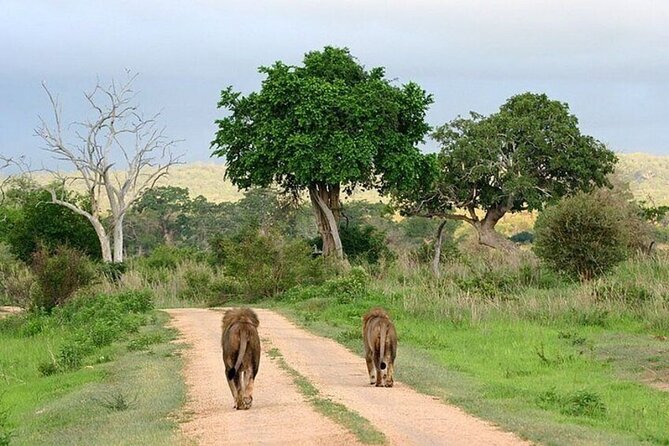 Nairobi National Park Safari With a Visit to Giraffe Center. - Nairobi National Park game drive: wildlife and birds in the capital