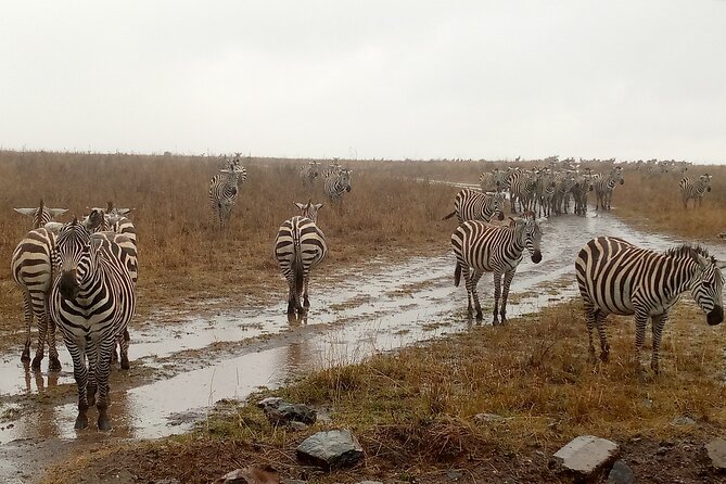 Nairobi National Park Safari With a Visit to Giraffe Center. - Giraffe Centre: more than a photo stop