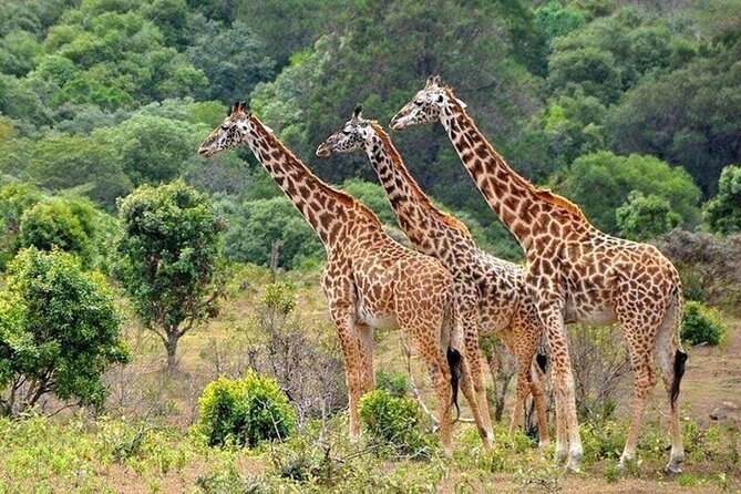 Nairobi National Park Safari With a Visit to Giraffe Center. - The guide experience: what to look for on game drive
