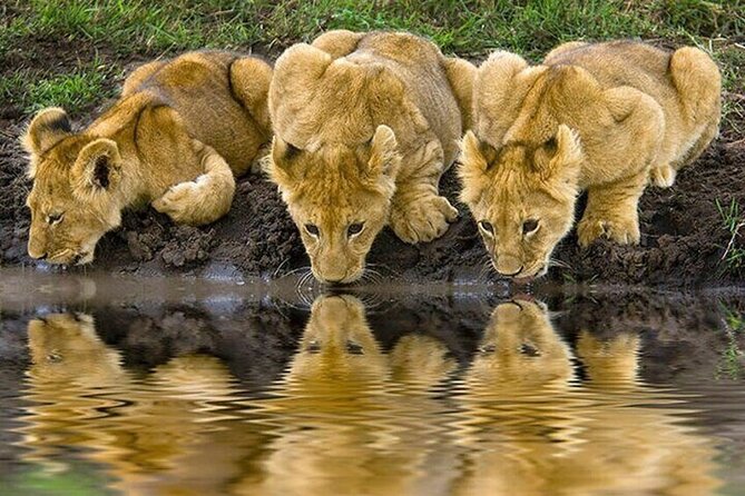 Nairobi National Park Safari With a Visit to Giraffe Center. - What to bring for a smooth morning