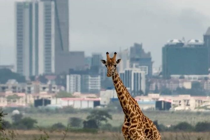 Nairobi Park Wildlife Safari - Nairobi National Park: City Walls, Wild Game