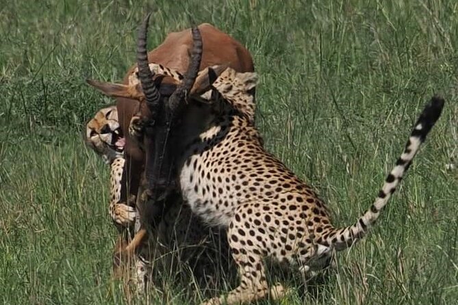 Nairobi Park Wildlife Safari - Animal Orphanage: Close Encounters in a Guided Setting